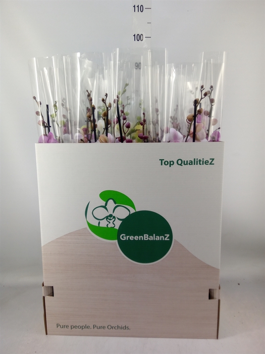 <h4>Phalaenopsis   ...mix</h4>