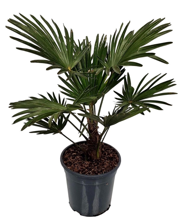 <h4>Trachycarpus Wagnerianus Nederlandse Teelt</h4>