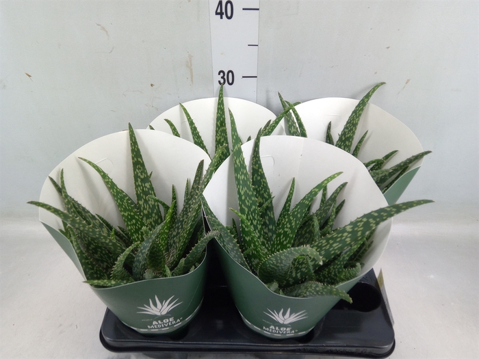 <h4>Aloe  'Tropical'</h4>