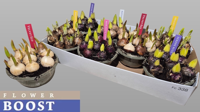 <h4>BOLBLOEMEN GEM</h4>