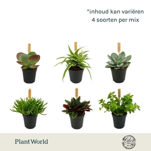 kamerplanten