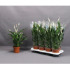 Spath Sweet Benito 5-6+