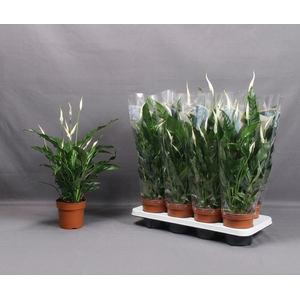 Spath Sweet Curiosa 9+ Flowers!