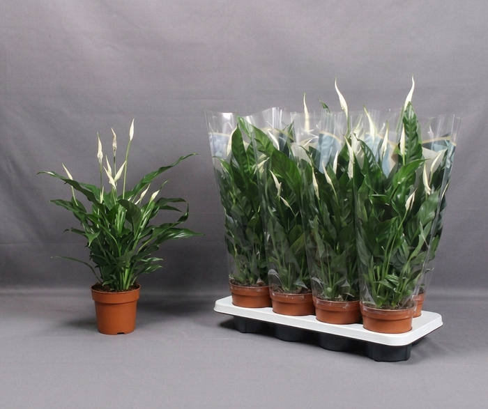 <h4>Spath Sweet Curiosa 9+ Flowers!</h4>