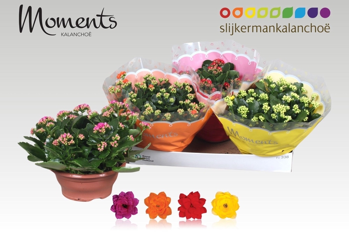 <h4>KAL GE GEM 4 KL</h4>