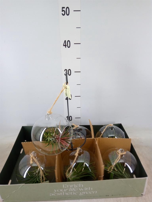 <h4>Arr.  Tillandsia L%</h4>