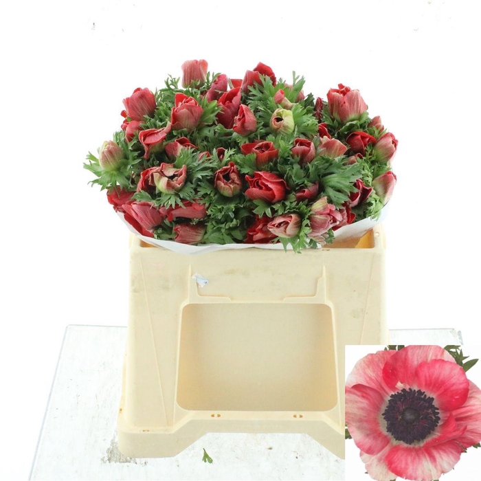 <h4>ANEM CO MIS + RED</h4>