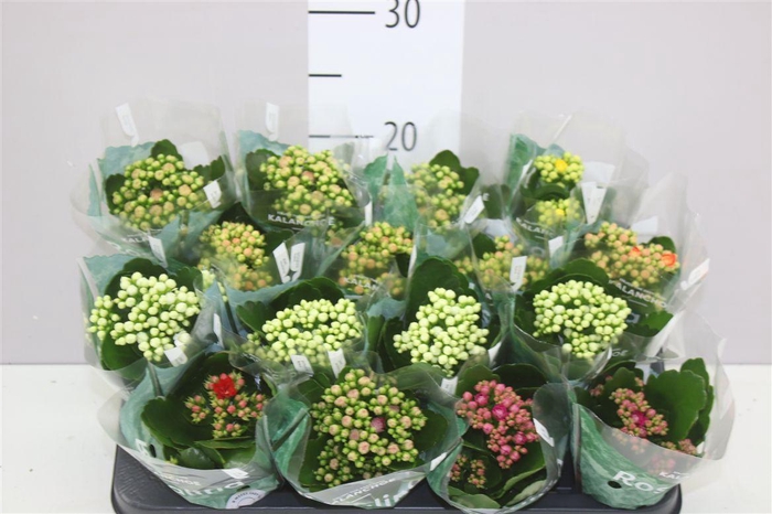 <h4>Kalanchoe Rosalina Mix</h4>
