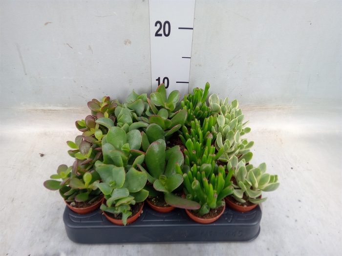 <h4>Crassula   ...mix</h4>