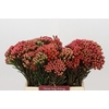 Kaaps Groen Red Brunia Medium