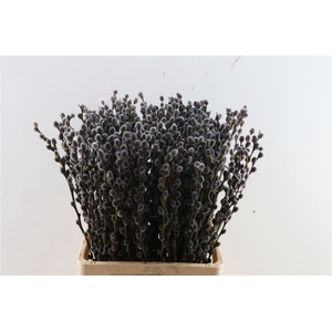 Salix Wilgenkatjes Grey 70cm Pst