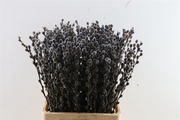 <h4>Salix Wilgenkatjes Grey 70cm Pst</h4>