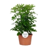 Schefflera Ar Overig 3 toef Nora