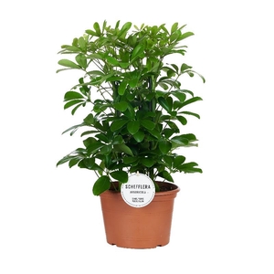 Schefflera Ar Overig 3 toef Nora