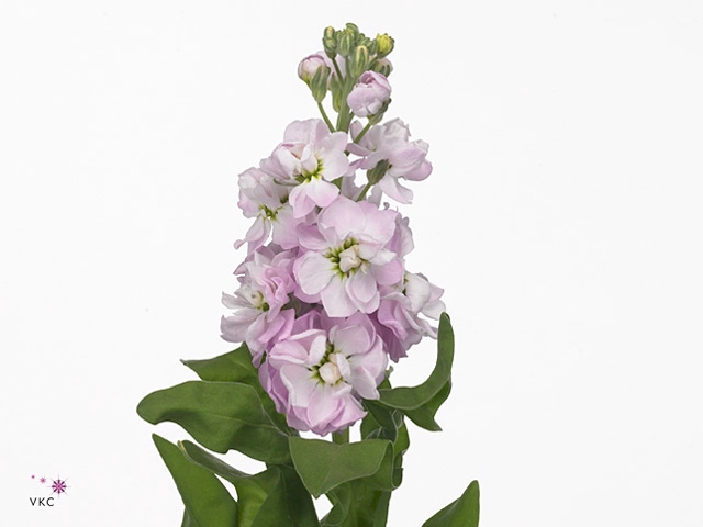 Matth Phantom Soft Pink