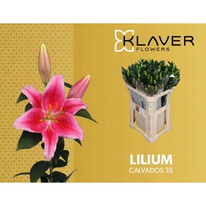 Li Or Calvados 3+ Klaver Flowers