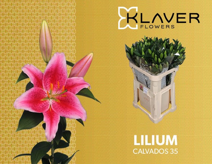 <h4>Li Or Calvados 3+ Klaver Flowers</h4>