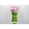 Zantedeschia Eydolls Purple White