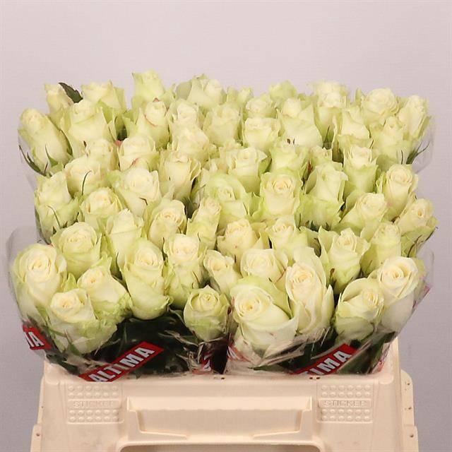 <h4>R GR ATHENA</h4>