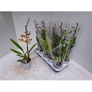 ORCHIDEEEN GEM