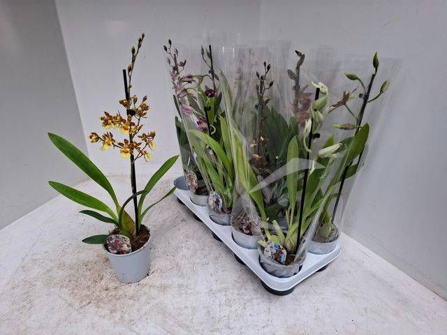 <h4>ORCHIDEEEN GEM</h4>
