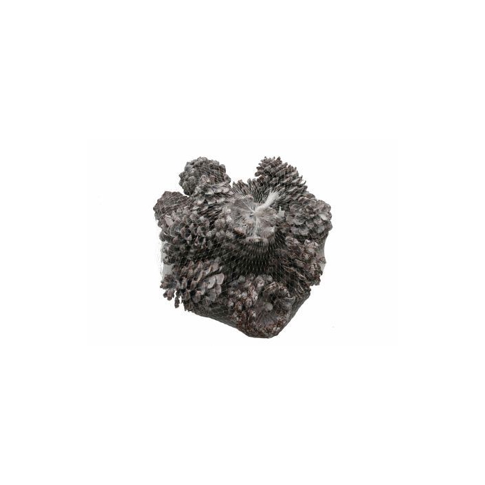 <h4>Pinecone Pinea 9to12cm 100 Pcs</h4>