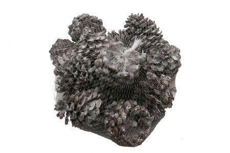 <h4>Pinecone Pinea 9to12cm 100 Pcs</h4>