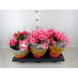 Begonia elat. DU 'Berseba'