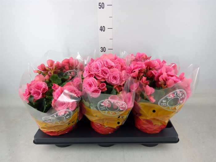 <h4>Begonia elat. DU 'Berseba'</h4>