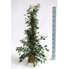 Ficus overig gemengd 3 soorten