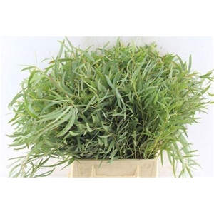 Euca Nicholii Per Stem