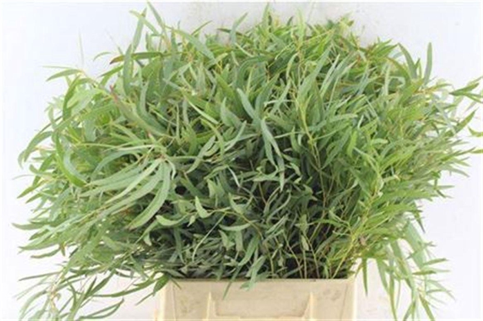 <h4>Euca Nicholii Per Stem</h4>