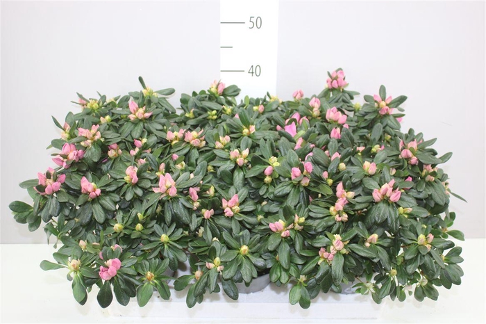 <h4>Rhododendron Si Roze</h4>