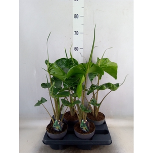 Alocasia macrorrhiza 'Stingray'