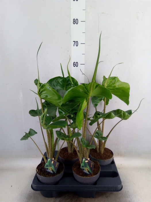 <h4>Alocasia macrorrhiza 'Stingray'</h4>