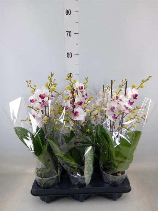 <h4>Phalaenopsis multi. 'FC Safe Haven'</h4>