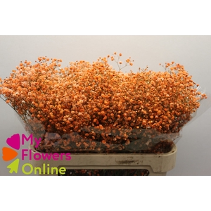 Gyps Pa Tinted Excellence Orange 750Gr EC