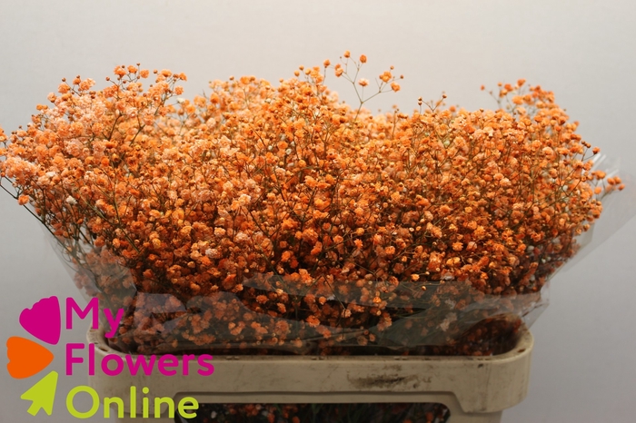 Gyps Pa Tinted Excellence Orange 750Gr EC