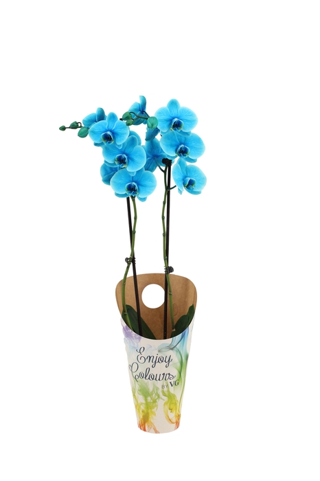 <h4>Enjoy Potcover Phal I Am Ocean Blue 2T14+</h4>