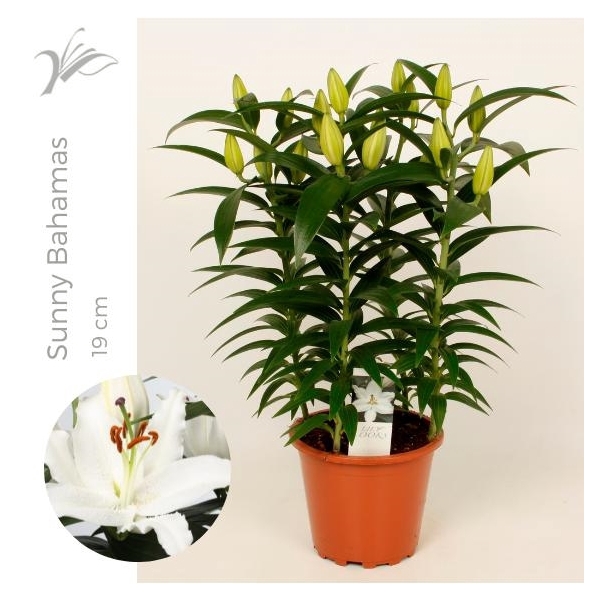 <h4>Lilium Sunny Bahamas 19 cm (or. lelie)</h4>