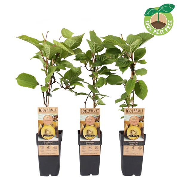 <h4>Actinidia deliciosa 'Golden Kiwi', P15</h4>