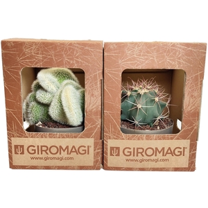 MIX CACTUS Ø 20 IN PLASTIC VASE - IN CARDBOARD BOX WITH GIROMAGI LOGO - 25 X 25 X H 33 -(CACTUS)