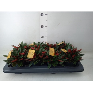 Peperomia caperata 'Rosso'