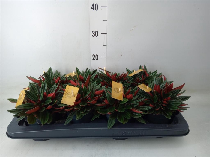 <h4>Peperomia caperata 'Rosso'</h4>