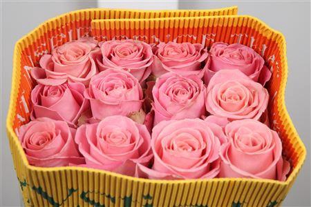 <h4>R Gr Hermosa Ec</h4>