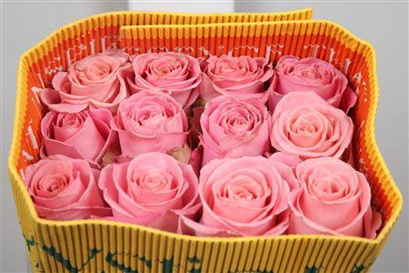 <h4>R Gr Hermosa Ec</h4>