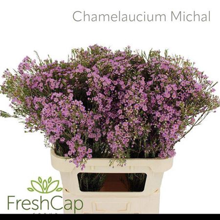 <h4>Chame Un Michal Pink 80cm</h4>