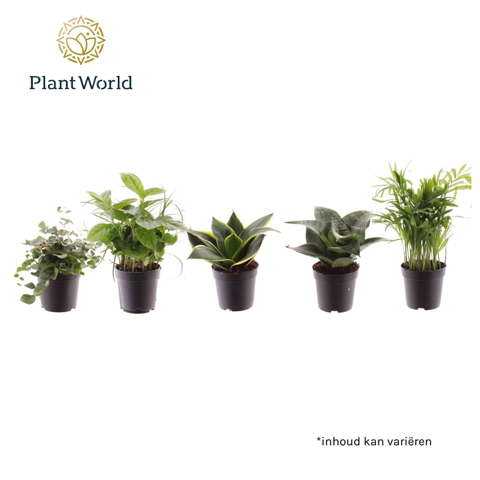 <h4>Ov Kamerplanten Gemengd (Texas)</h4>