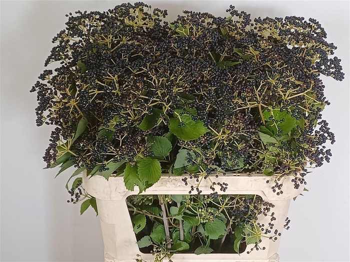 <h4>Viburnum D Magical Blue</h4>