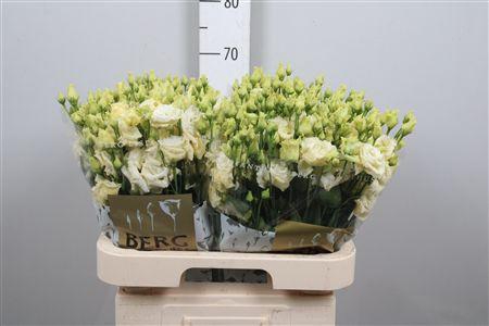 <h4>Eus G Alissa Yellow</h4>